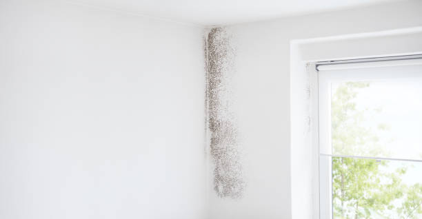 Best Mold Documentation for Insurance Claims  in Guadalupe, AZ
