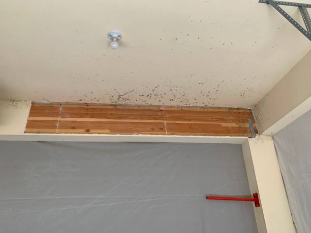 Trusted Guadalupe, AZ Mold Removal Experts