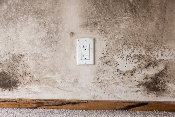 Best Air Quality Testing for Mold Spores  in Guadalupe, AZ